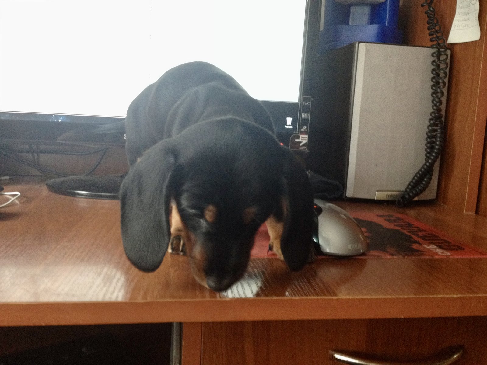 A very young black and tan dachshund puppy standing on a wooden desk, head lowered to the desktop, eyes shut, both long ears hanging down. Beside her a monitor and a computer mouse.