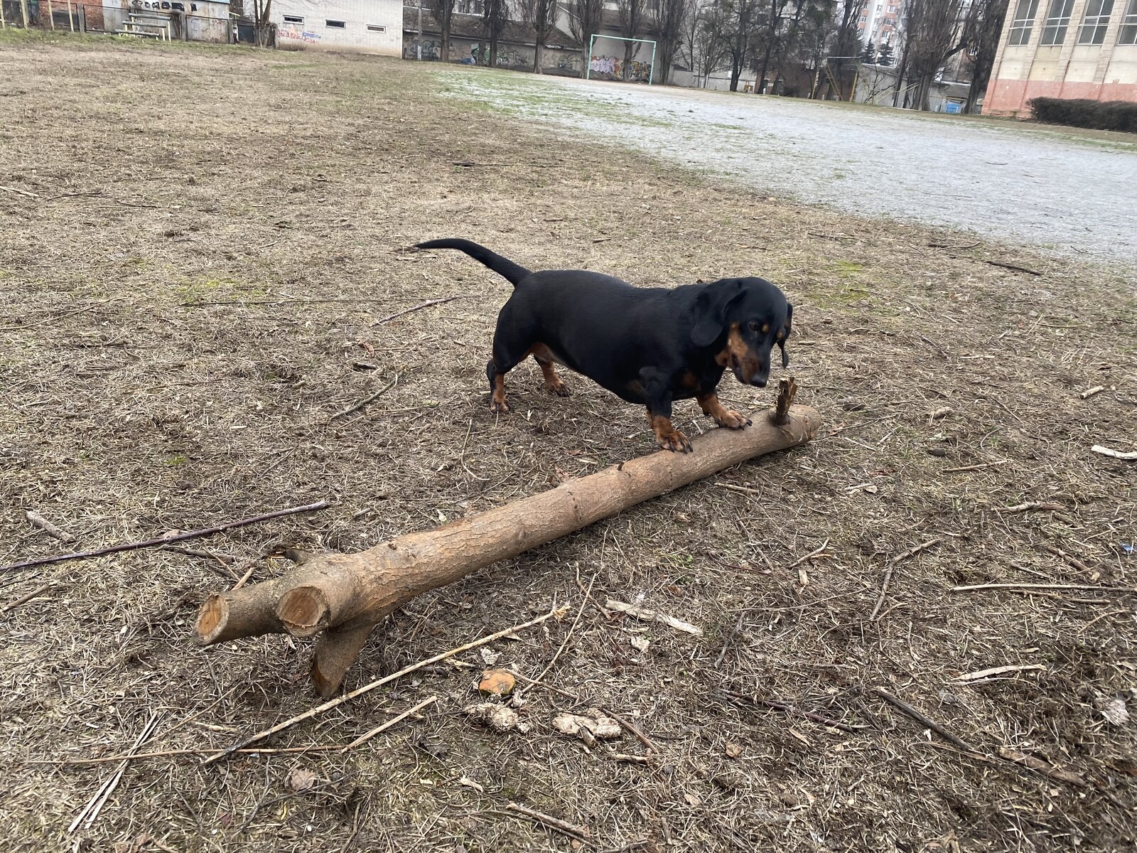 A black and tan dachshund standing over a long thick log with one front paw on it, looking down at it. The log is several times her own length. Around her dry winter grass, and behind her bare trees and a football goal.