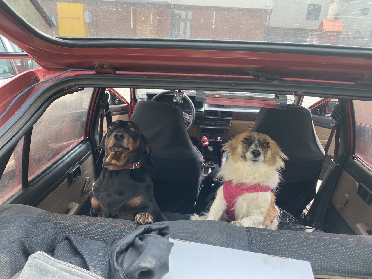 Seen from the back seat through the inside of a red car. Two dogs sitting on the front seats, both turned round to look back. On the left a black and tan dachshund in a collar, on the right a cream and tan dog in a pink harness. Ahead of them the steering wheel, the dashboard and the street through the windscreen.