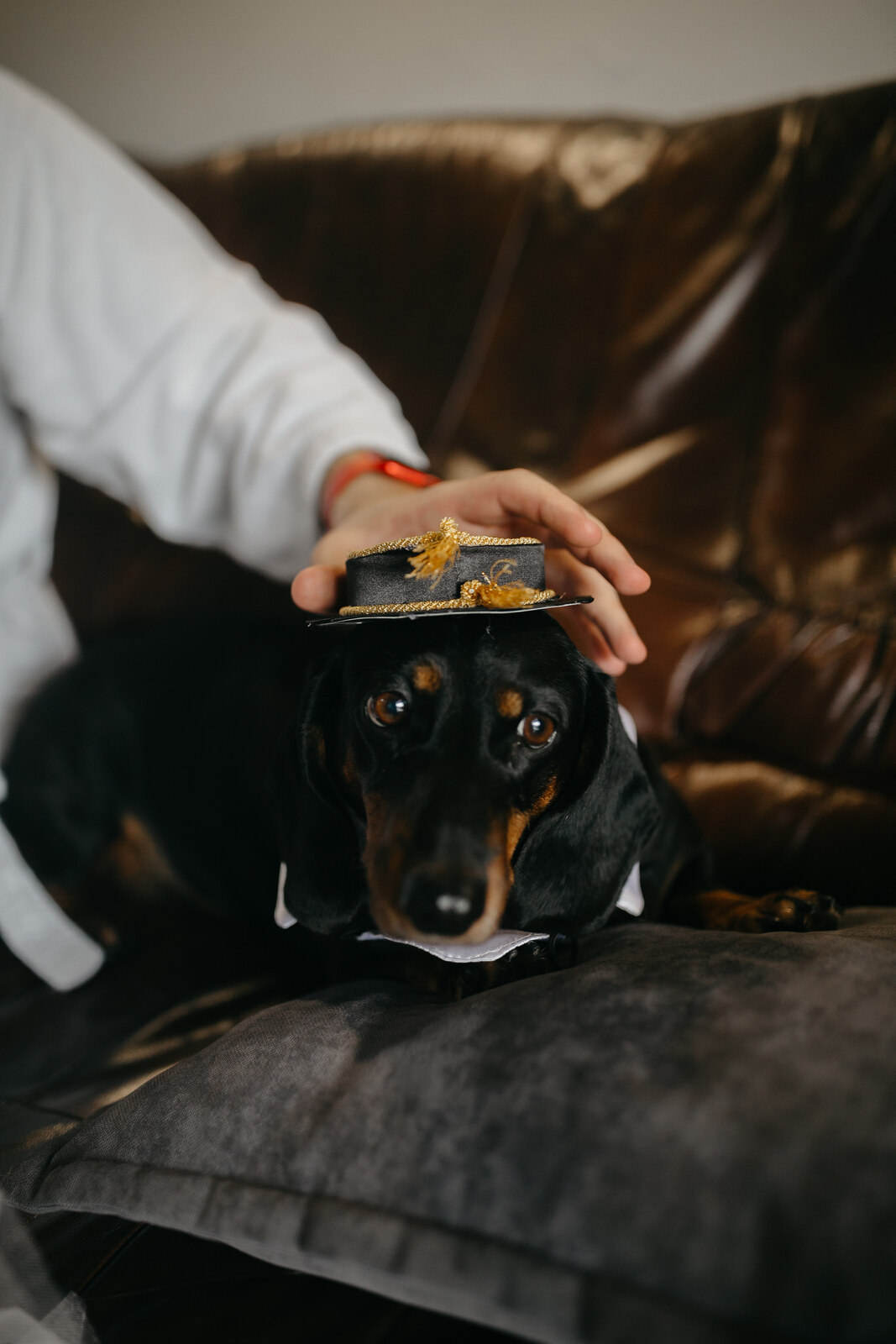 A black and tan dachshund lying on a grey cushion on a leather sofa, wearing a small black hat with gold cord and tassels, and a white collar. A hand resting on top of the hat.