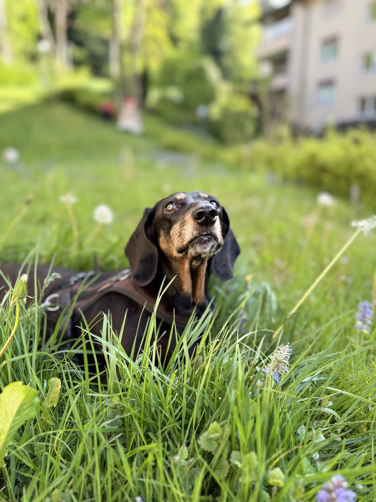A black and tan dachshund in a harness sitting in long spring grass among dandelions, her head tipped back, looking up and away from the camera.